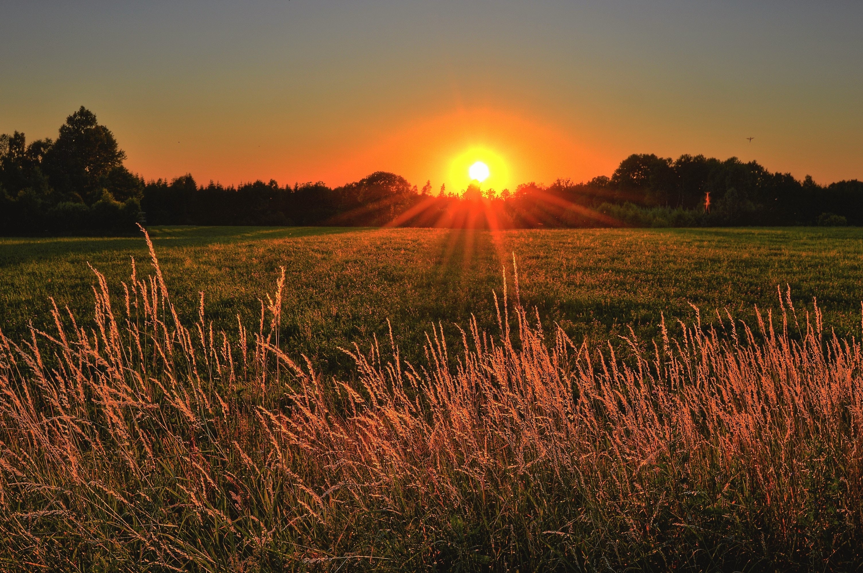 cropland image
