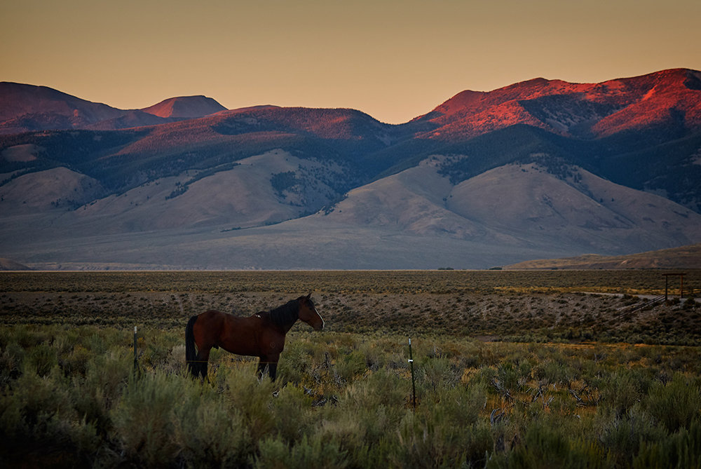 Horses