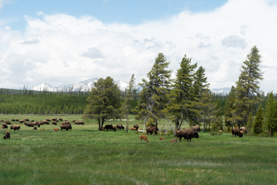 Yaks in Field